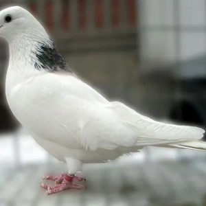 Top-5 najbolj izjemnih golobov bele barve
